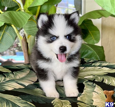 Pomeranian puppy for sale